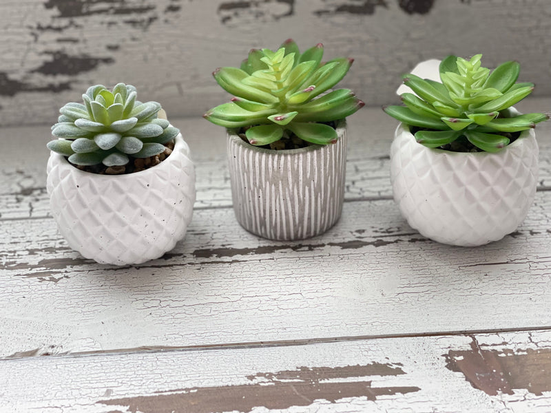 Sweet Forever Succulents